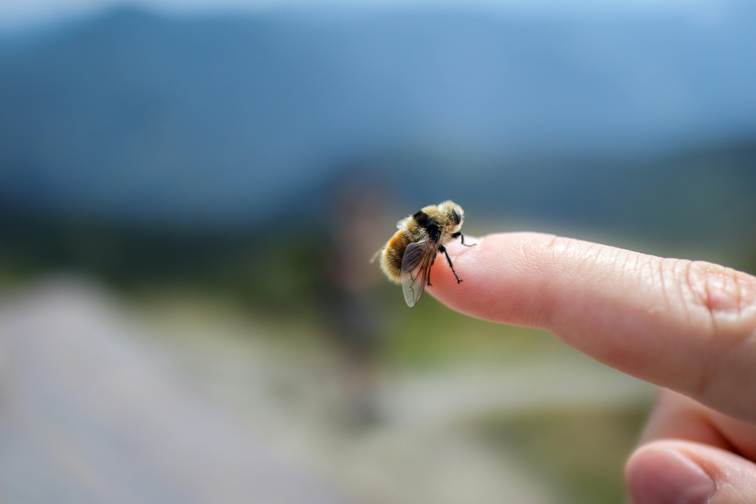 Linderung von Insektenstichen in der Antike: Lernen Sie von der Weisheit unserer Vorfahren